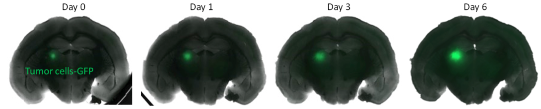 organotypiques organotypiques